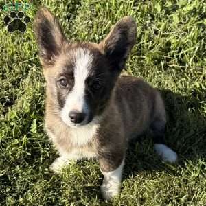 Willow, Pembroke Welsh Corgi Puppy